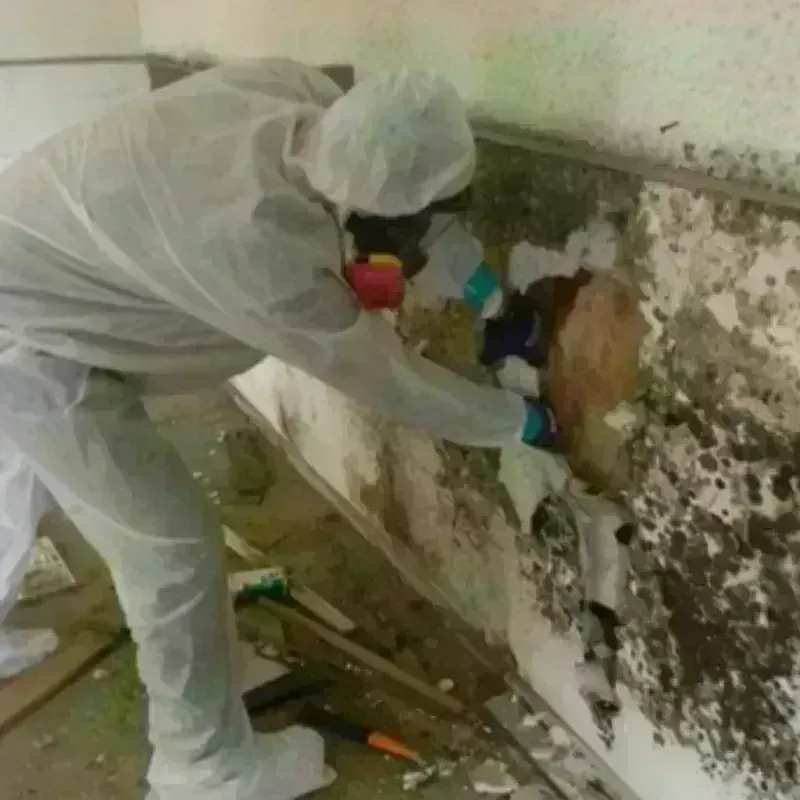 Mold Remediation and Removal in Zachary, LA